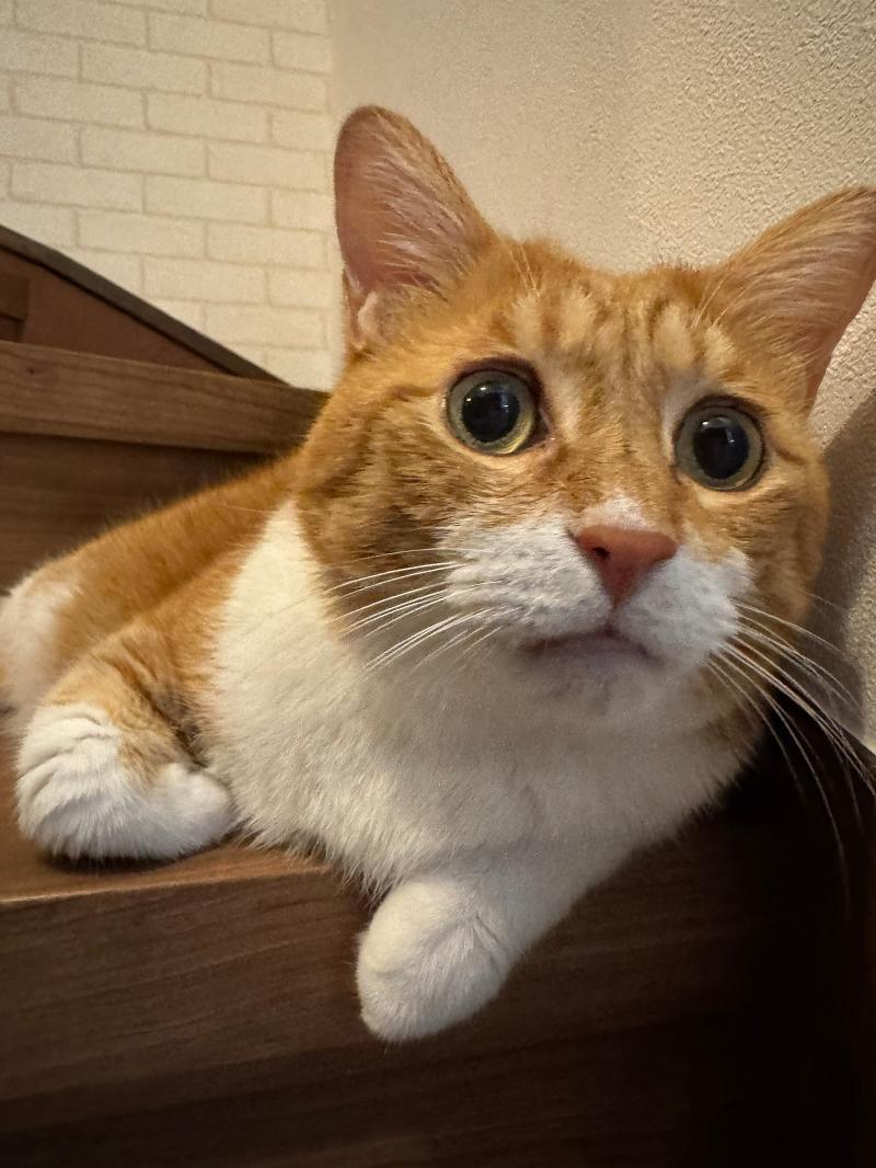 特定非営利活動法人ジラソーレのアルバイト・バイト求人情報-02