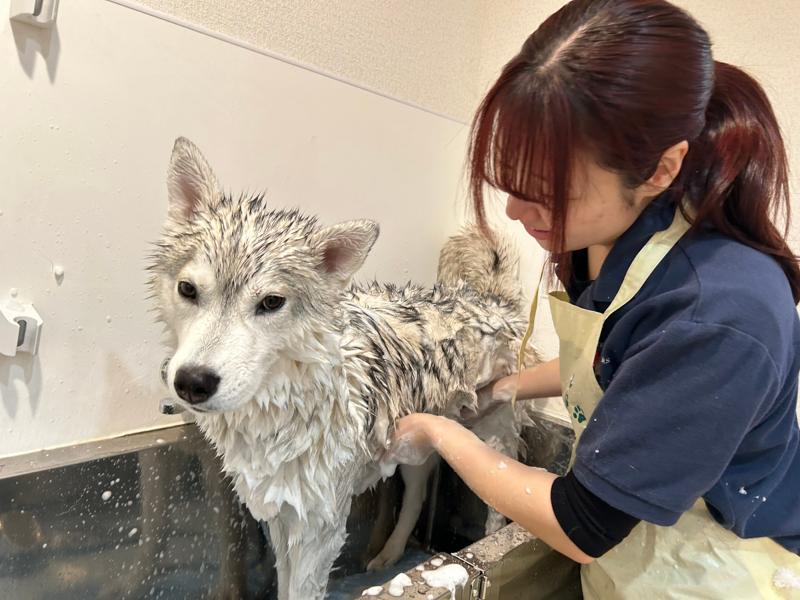 有限会社ディーエルピーのアルバイト・バイト求人情報-02