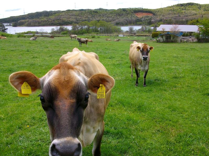 (有)片平ジャージー自然牧場の求人・転職情報