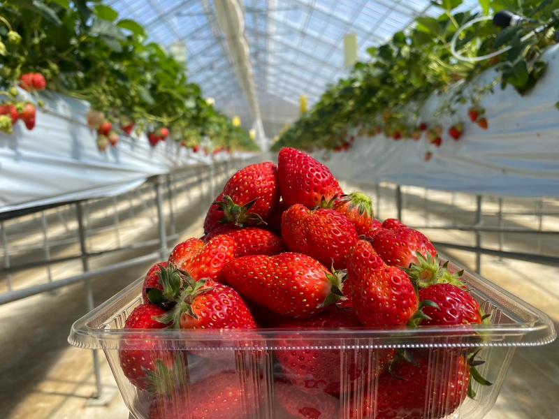 株式会社グリーンファーム戸塚深谷店のアルバイト・バイト求人情報-03