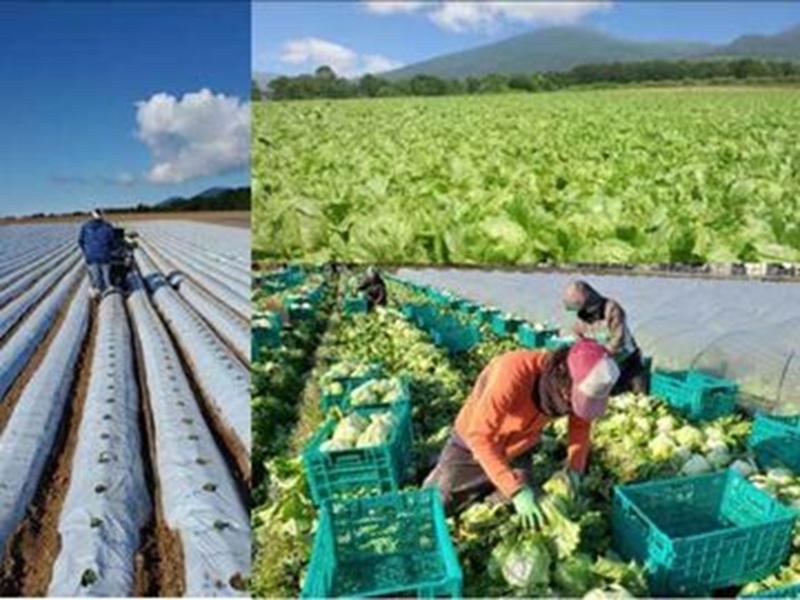 株式会社野菜くらぶのアルバイト・バイト求人情報-05