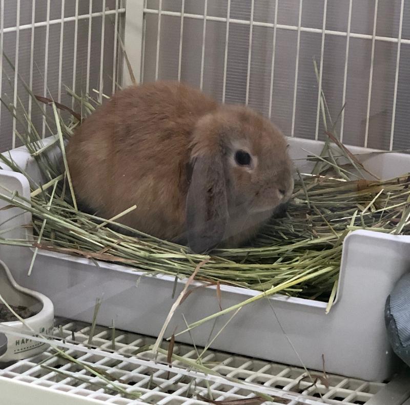 日本国際学園大学村上幼稚園のアルバイト・バイト求人情報-04