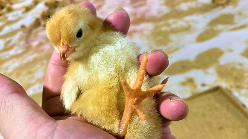 株式会社熊本チキンのアルバイト・バイト求人情報-04