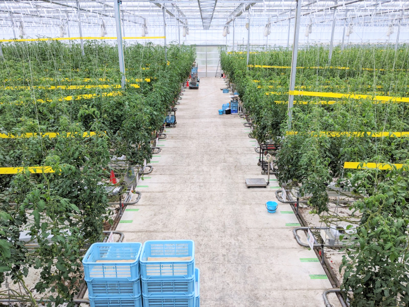 (株)井出トマト農園のアルバイト・バイト求人情報-05