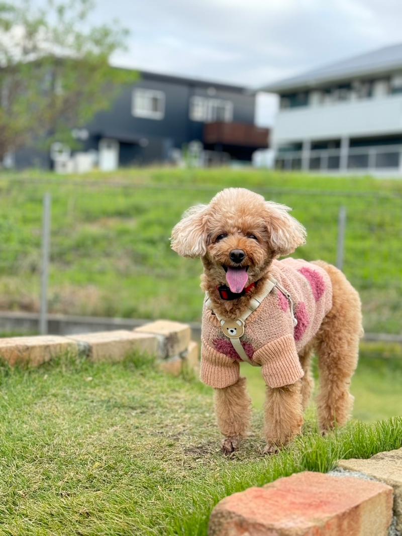 ちゃこーるぐれい ~ペットのためのセルフケア~のアルバイト・バイト求人情報-02