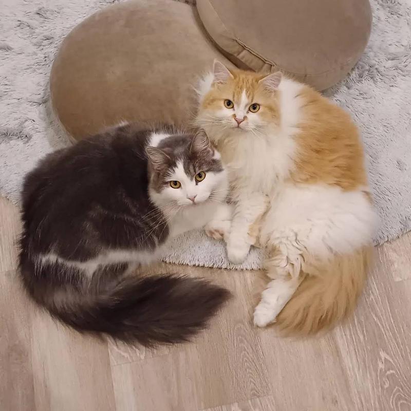 有限会社ペット・プラザのアルバイト・バイト求人情報-02