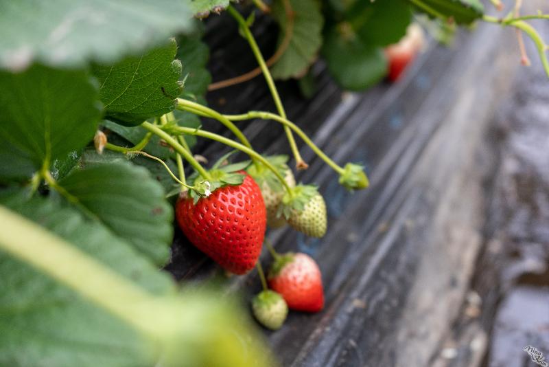 若林いちご園のアルバイト・バイト求人情報-02