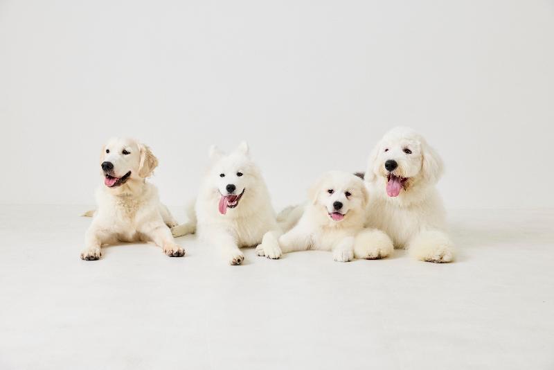 犬席屋のアルバイト・バイト求人情報-03