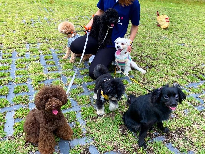 犬の保育園・介護デイサービス　ペッパーハウスのアルバイト・バイト求人情報-05