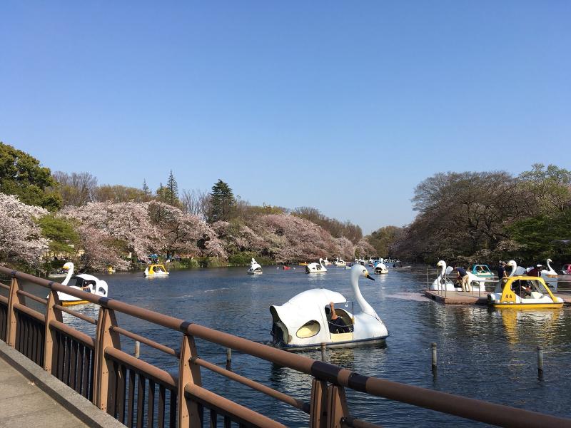 井の頭公園ボート場のアルバイト・バイト求人情報-04