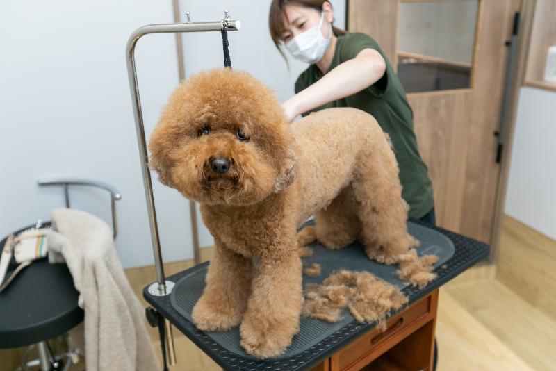 名古屋みらい動物病院のアルバイト・バイト求人情報-05