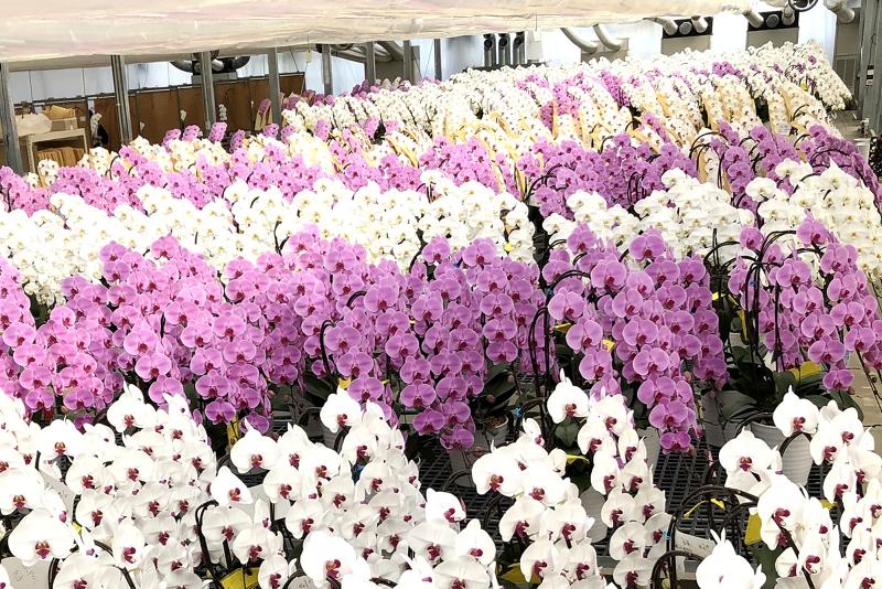 有限会社国分寺洋蘭園のアルバイト・バイト求人情報-05