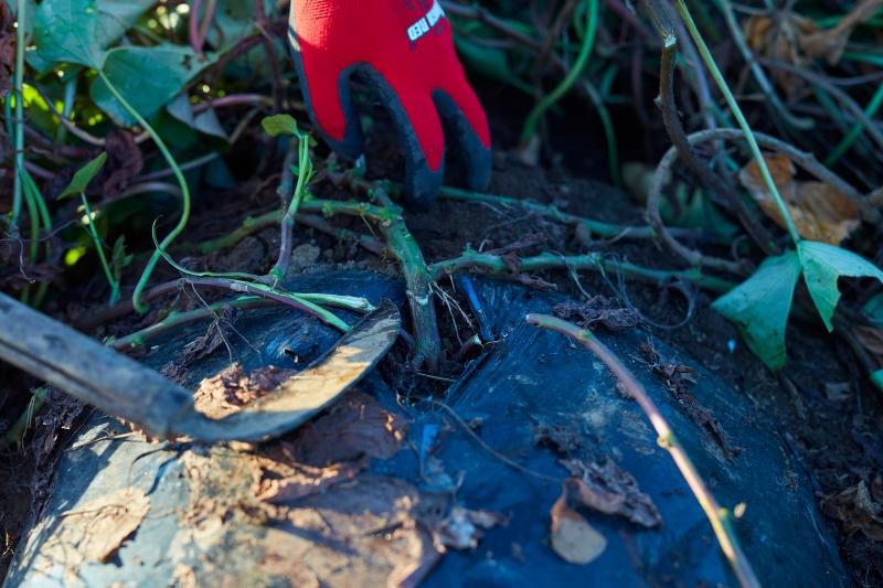 株式会社さつまいもの石田農園(金蜜芋&金蜜堂)のアルバイト・バイト求人情報-05