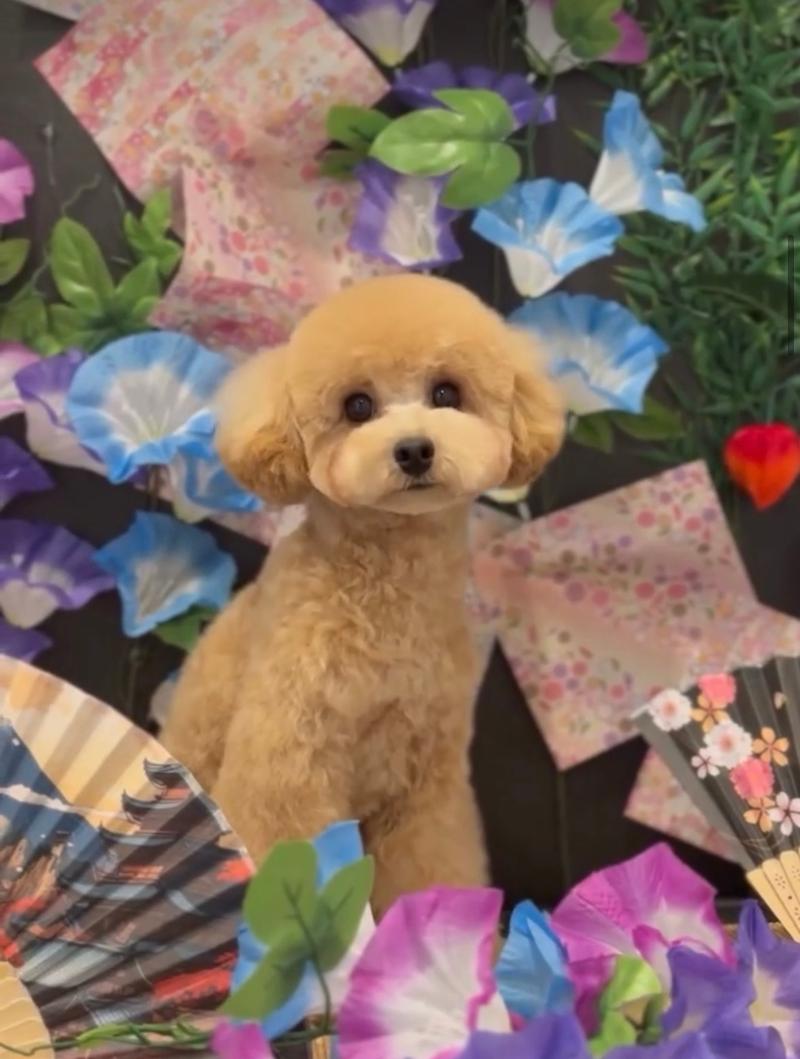 dogsalon ECLATのアルバイト・バイト求人情報-05