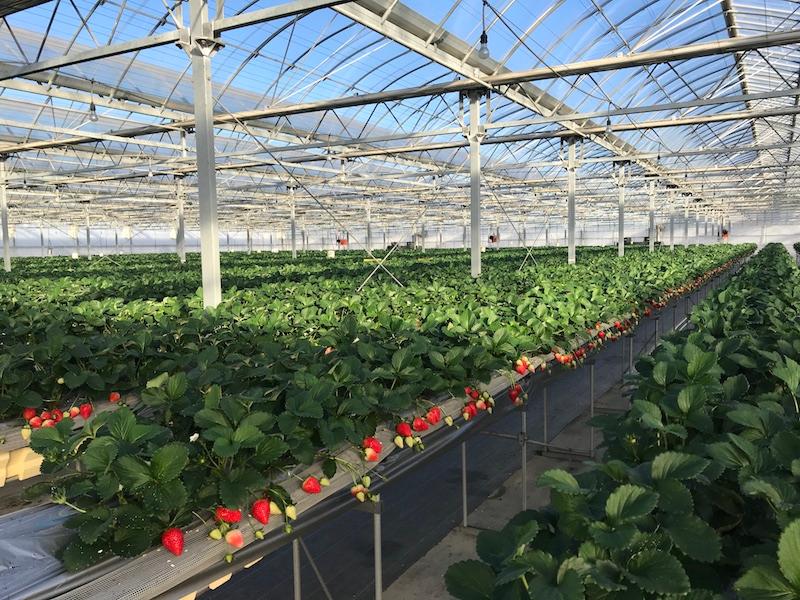 小林いちご農園の派遣求人情報