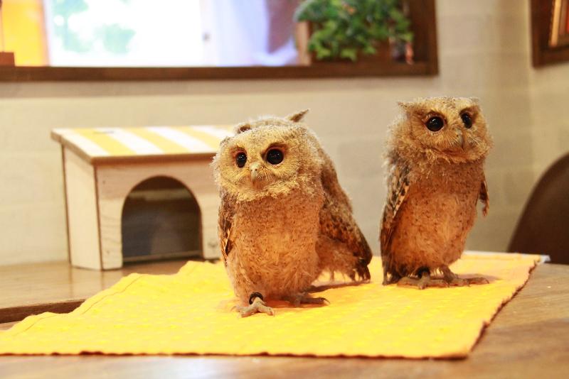 株式会社鳥カフェのアルバイト・バイト求人情報-04