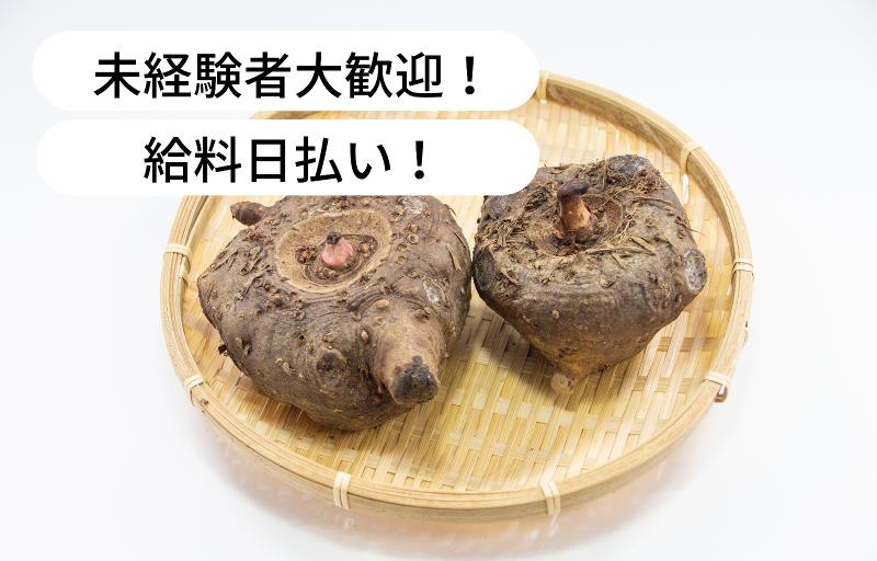 新木慎平の派遣求人情報