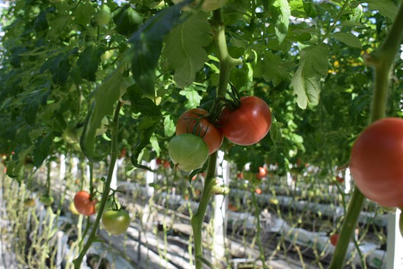 有限会社大松農園の派遣求人情報