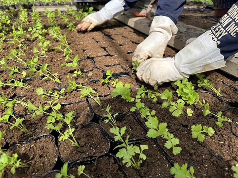 有限会社シノハラ農産のアルバイト・バイト求人情報-03