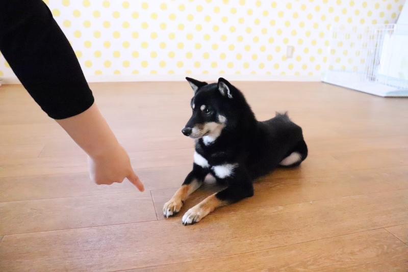 犬の幼稚園と介護サービス Wan Wan Wanのアルバイト・バイト求人情報-05