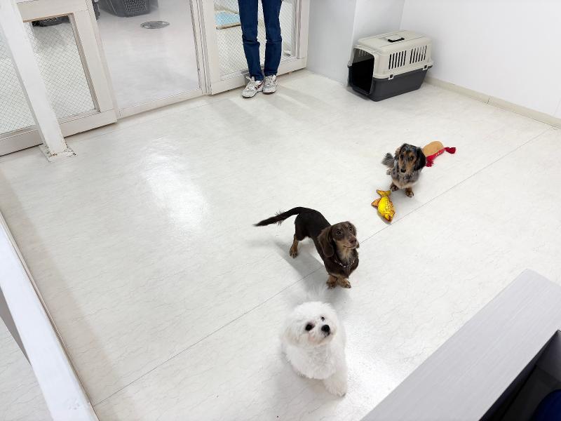 ドッグトータルケア Realm(レルム)のアルバイト・バイト求人情報-04