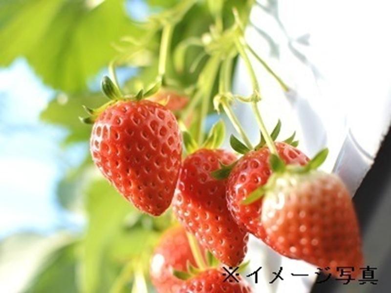 セトラスホールディングス株式会社の求人・転職情報