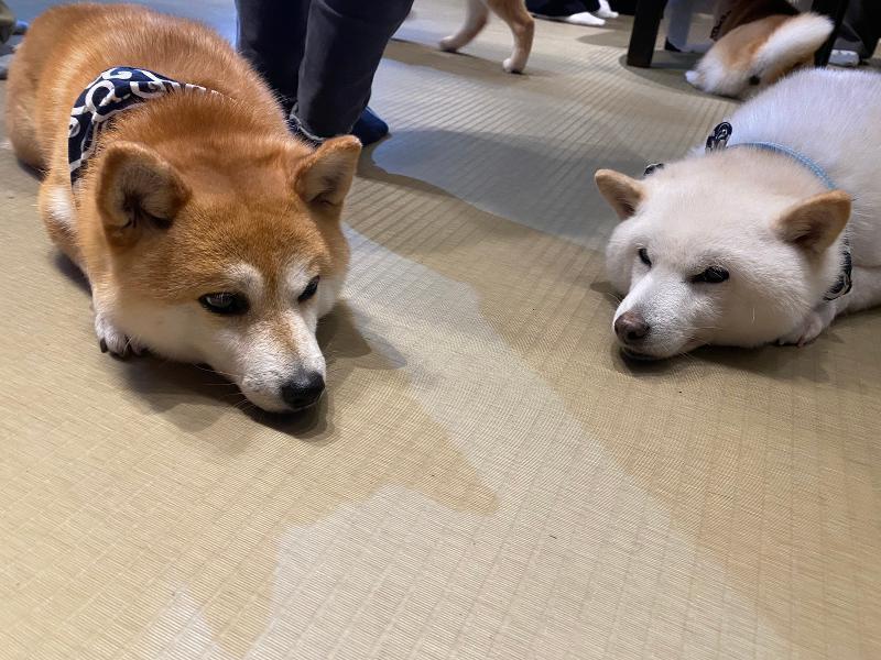 株式会社ヴェルデの求人・転職情報