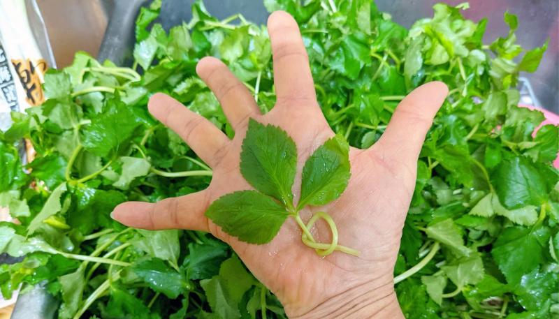 株式会社　菜果野アグリの派遣求人情報