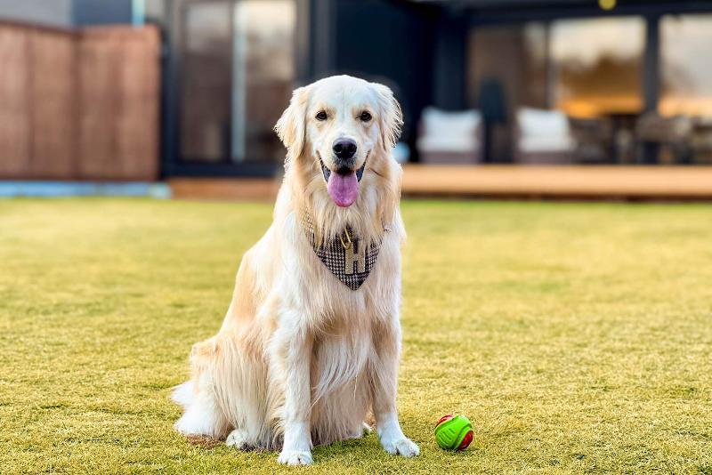 ベイビーブレイン株式会社(①プライベートヴィラAMIRU、②釣ヶ崎グランピングリゾート)の求人・転職情報-02