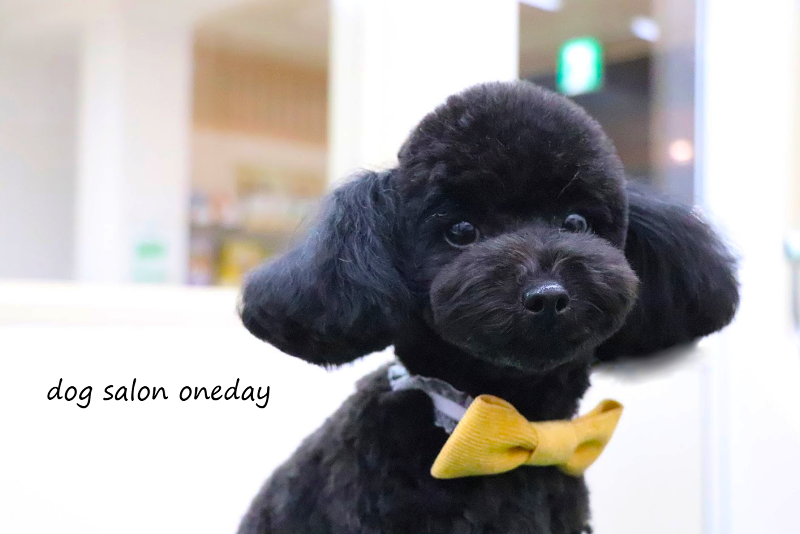 dogsalon onedayの求人・転職情報-02