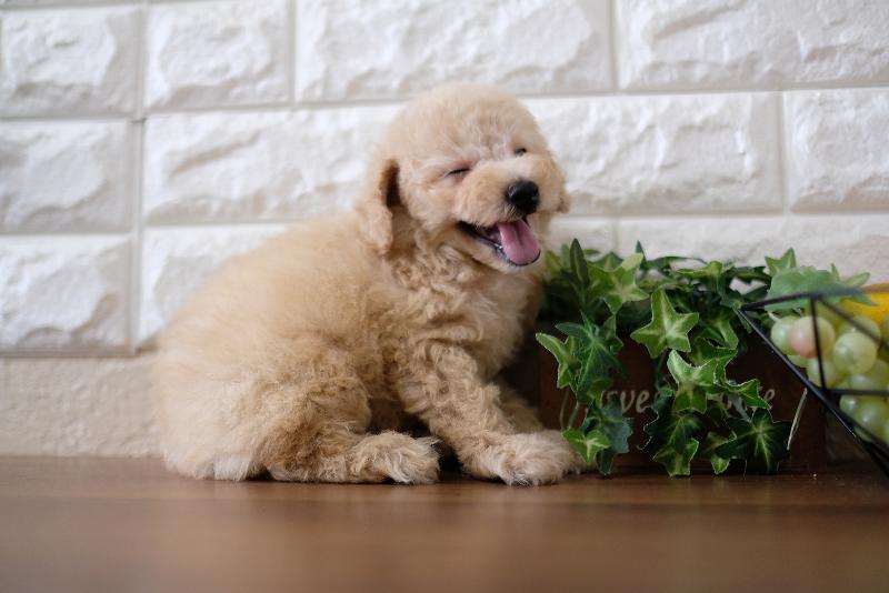 ペットショップいっぷくのアルバイト・バイト求人情報-03