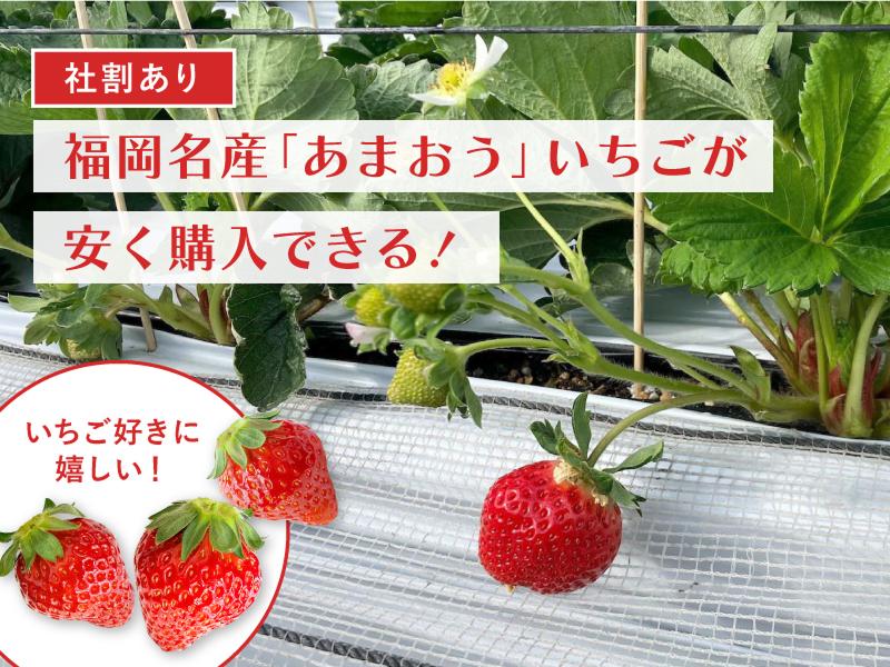 チエファーム株式会社のアルバイト・バイト求人情報-02