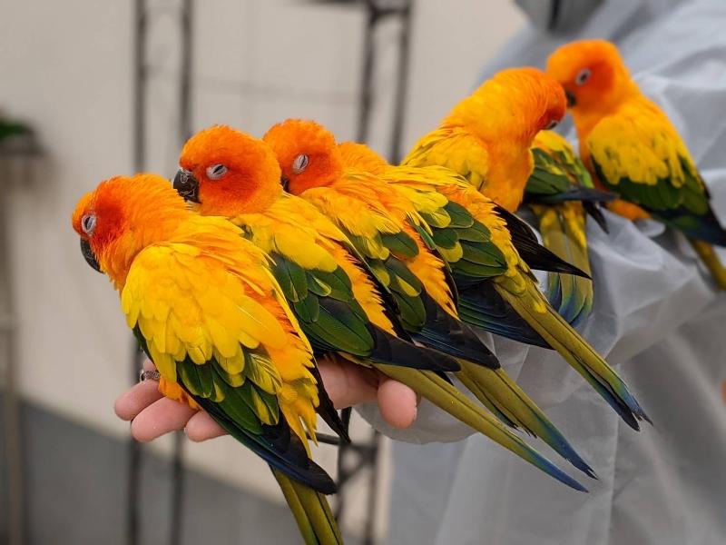 株式会社鳥カフェ 鳥のいるカフェ千駄木店のアルバイト・バイト求人情報-05
