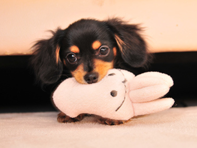 株式会社コーワペッツコーポレーション ペットプラザ 一宮今伊勢店のアルバイト・バイト求人情報-02