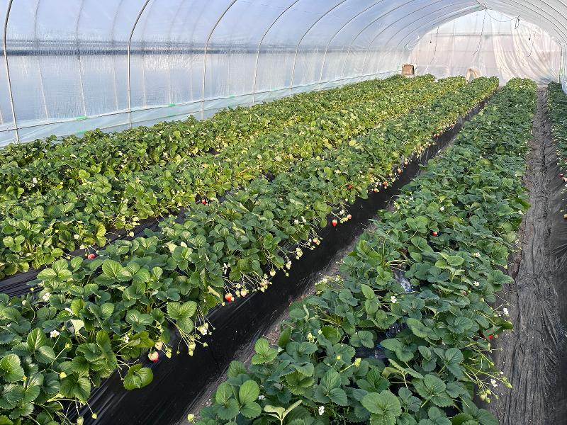 横東いちご園の派遣求人情報