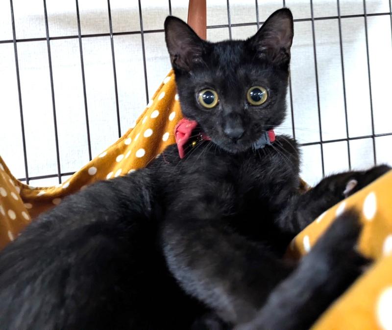 株式会社SOLの求人・転職情報