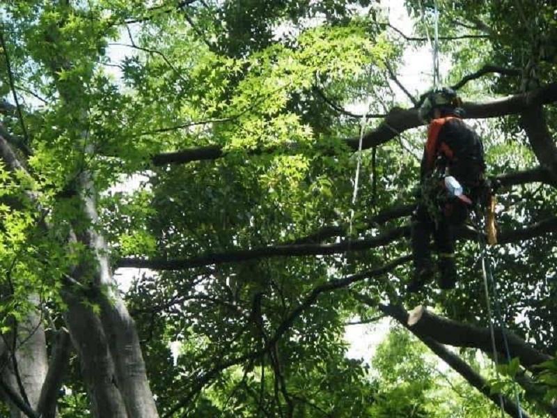 有限会社 関野造園の求人・転職情報