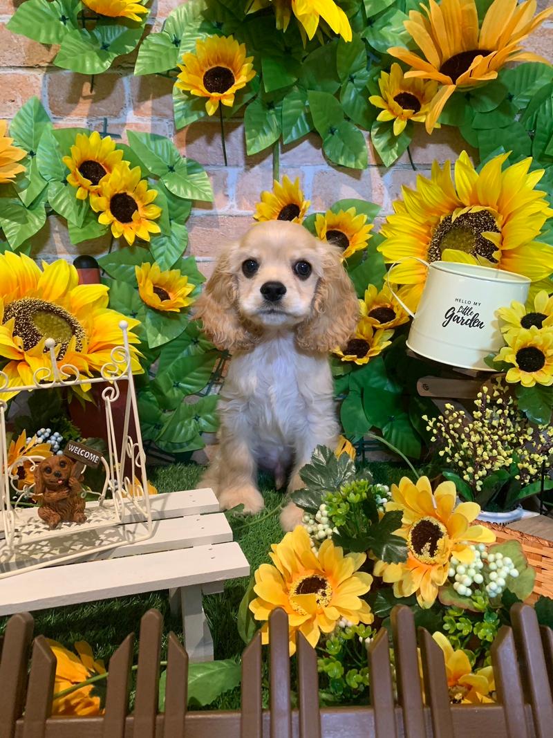 株式会社hoaheleの求人・転職情報