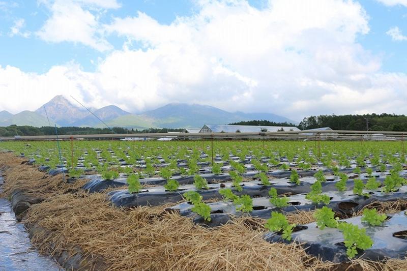 有限会社シノハラ農産のアルバイト・バイト求人情報-02