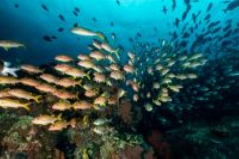 Sunkissed Divers Okinawa(合同)のアルバイト・バイト求人情報-05