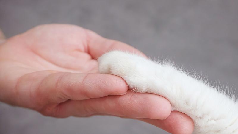 中央犬猫医院の求人・転職情報-04