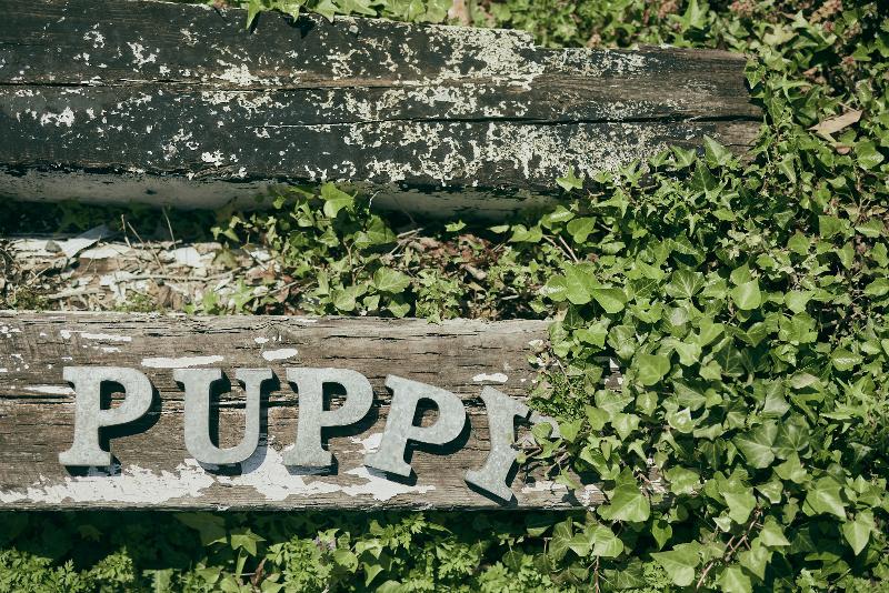 パピーミュージックスクールのアルバイト・バイト求人情報-05