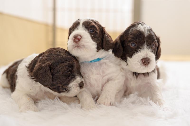 株式会社　レイクウッズガーデンのアルバイト・バイト求人情報-04