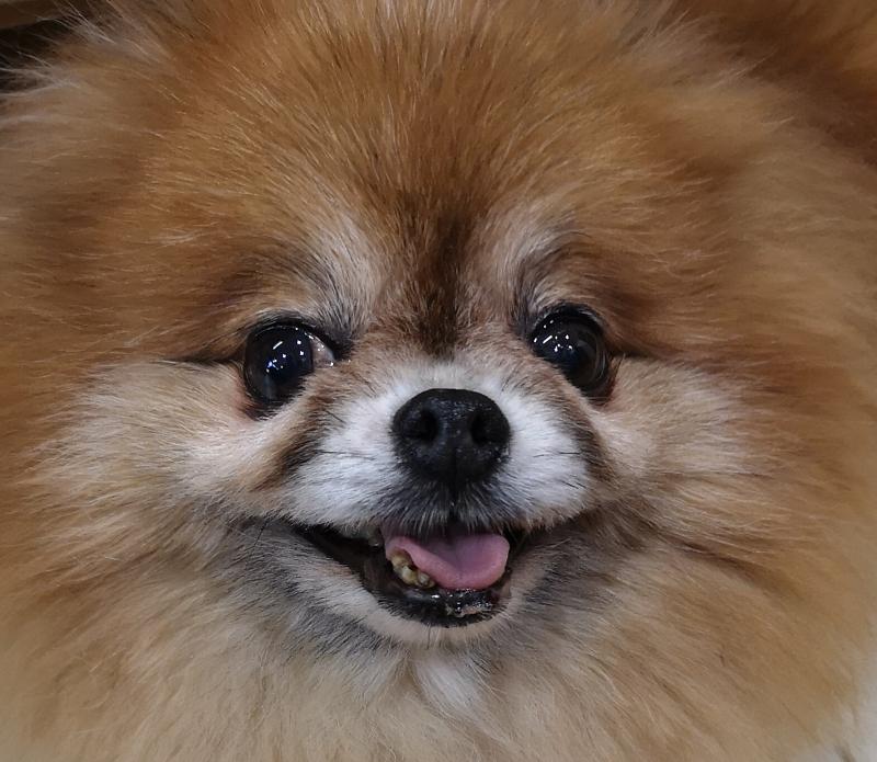 すいーとどっぐ合同会社のアルバイト・バイト求人情報-02