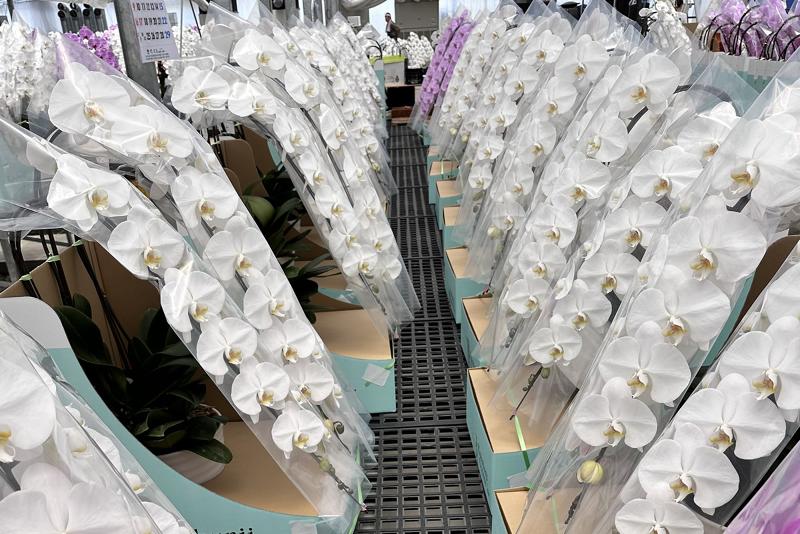 有限会社国分寺洋蘭園のアルバイト・バイト求人情報-03