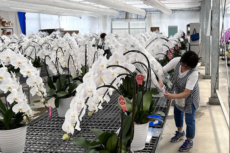 有限会社国分寺洋蘭園のアルバイト・バイト求人情報-02