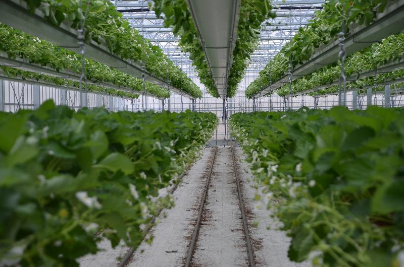 株式会社ファーマ村いちご農園のアルバイト・バイト求人情報-03