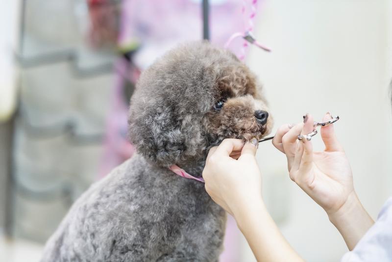 公益財団法人日本アニマルトラストの求人・転職情報