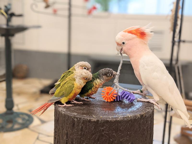 株式会社鳥カフェ 鳥のいるカフェ千駄木店のアルバイト・バイト求人情報-04