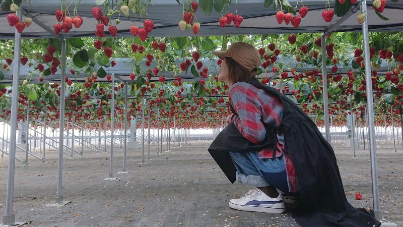 ICHIGOYA・SUNの求人・転職情報-02